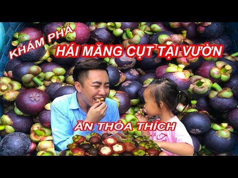 HÁI VÀ THƯỞNG THỨC MĂNG CỤT TẠI VƯỜN THỎA THÍCH